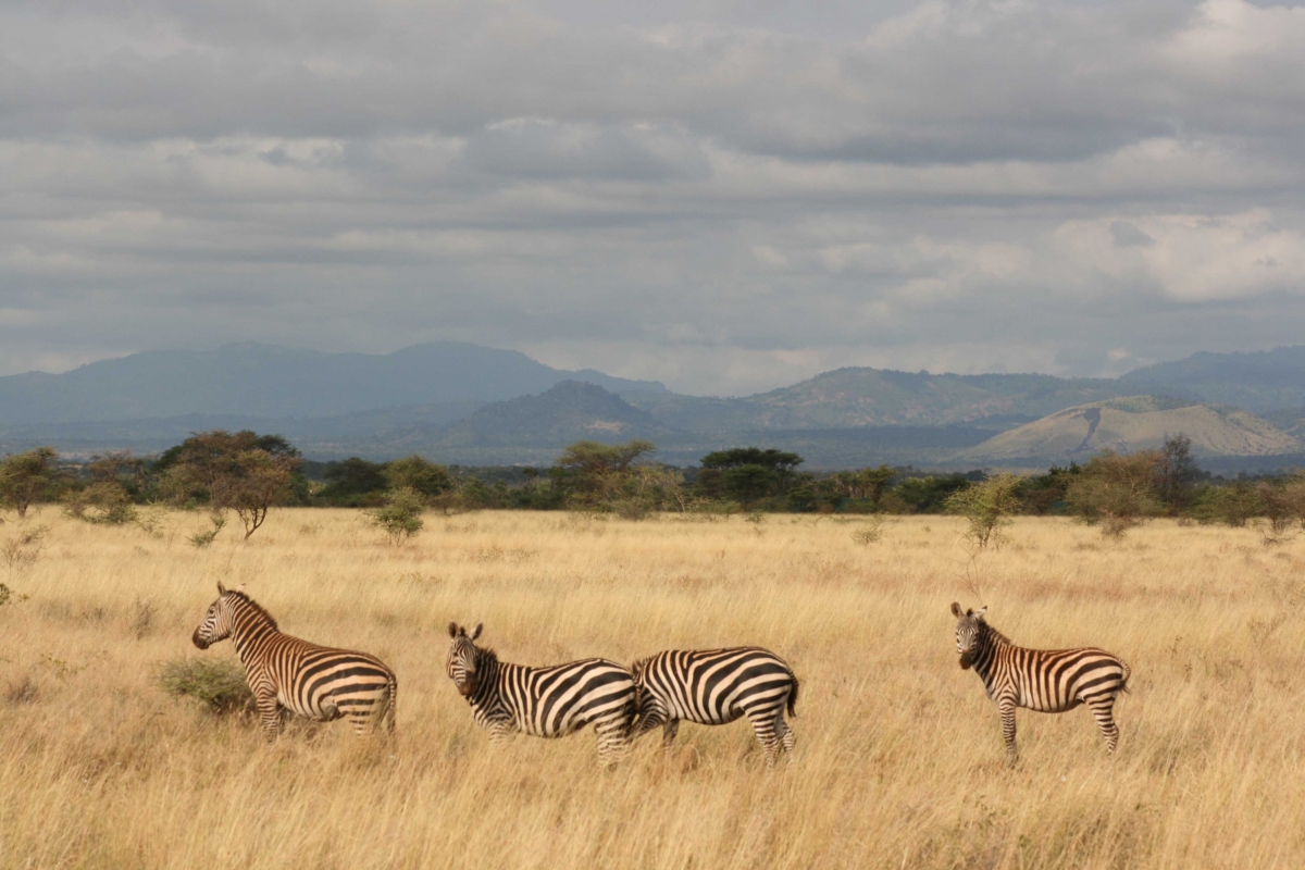Kenya CF 4 African Wildlife A-Z Masai Mara 3-1-2008 198     